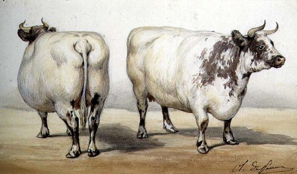 Studie av to langhornede kyr (akvarell) av Charles Oliver de Penne