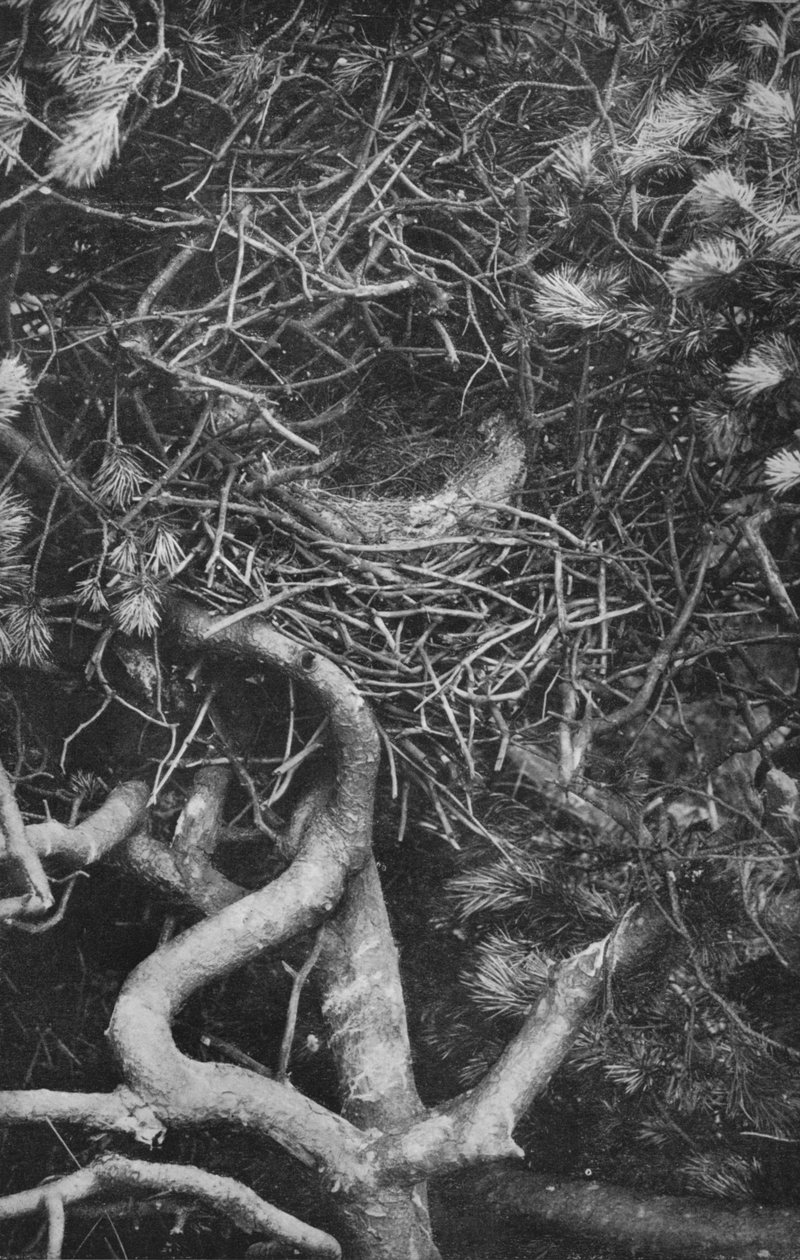Nest of Magpie, c1882, 1912 av Charles Reid