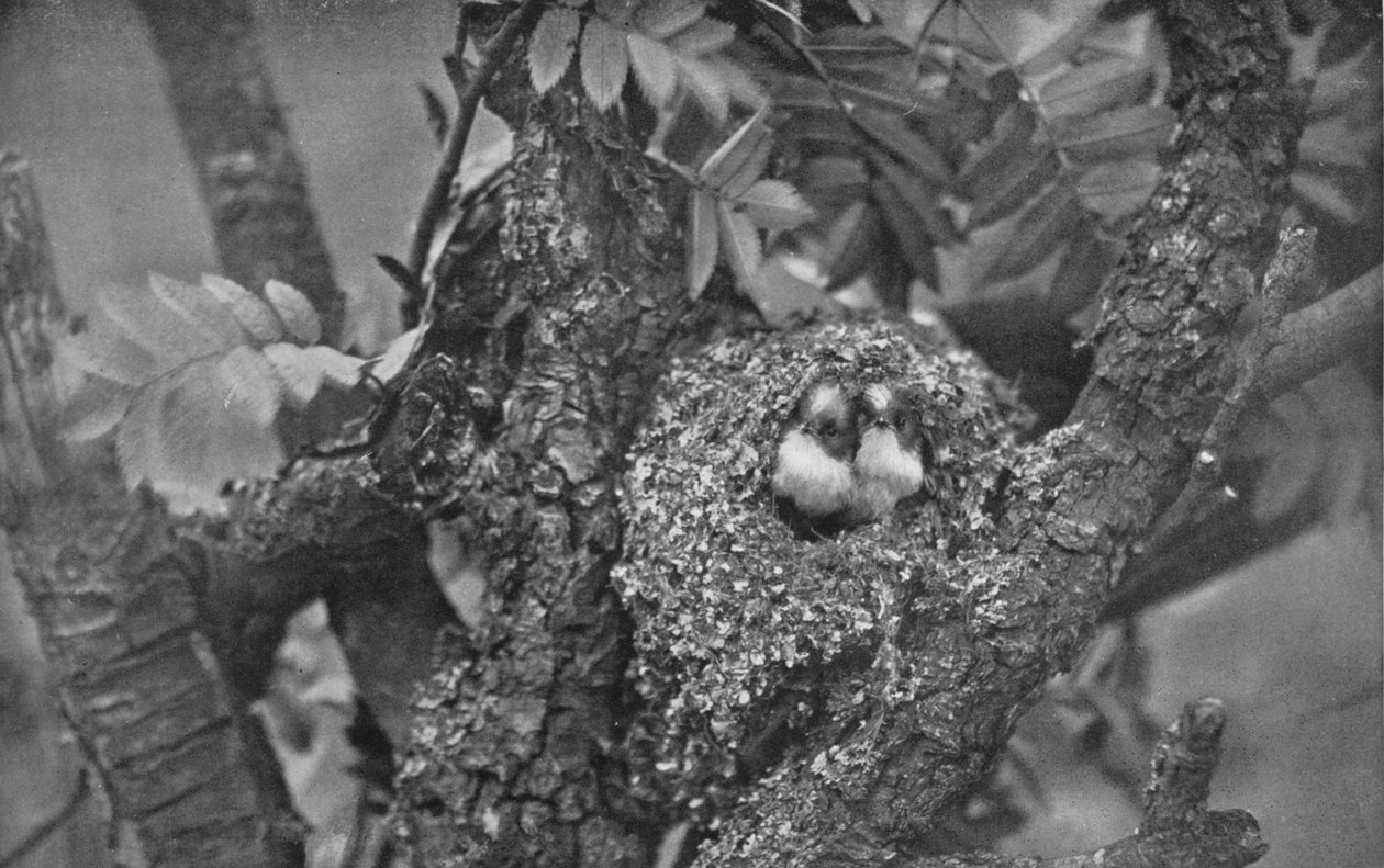 Unge long-tailed pupper, ser ut av redet, c1882, 1912 av Charles Reid