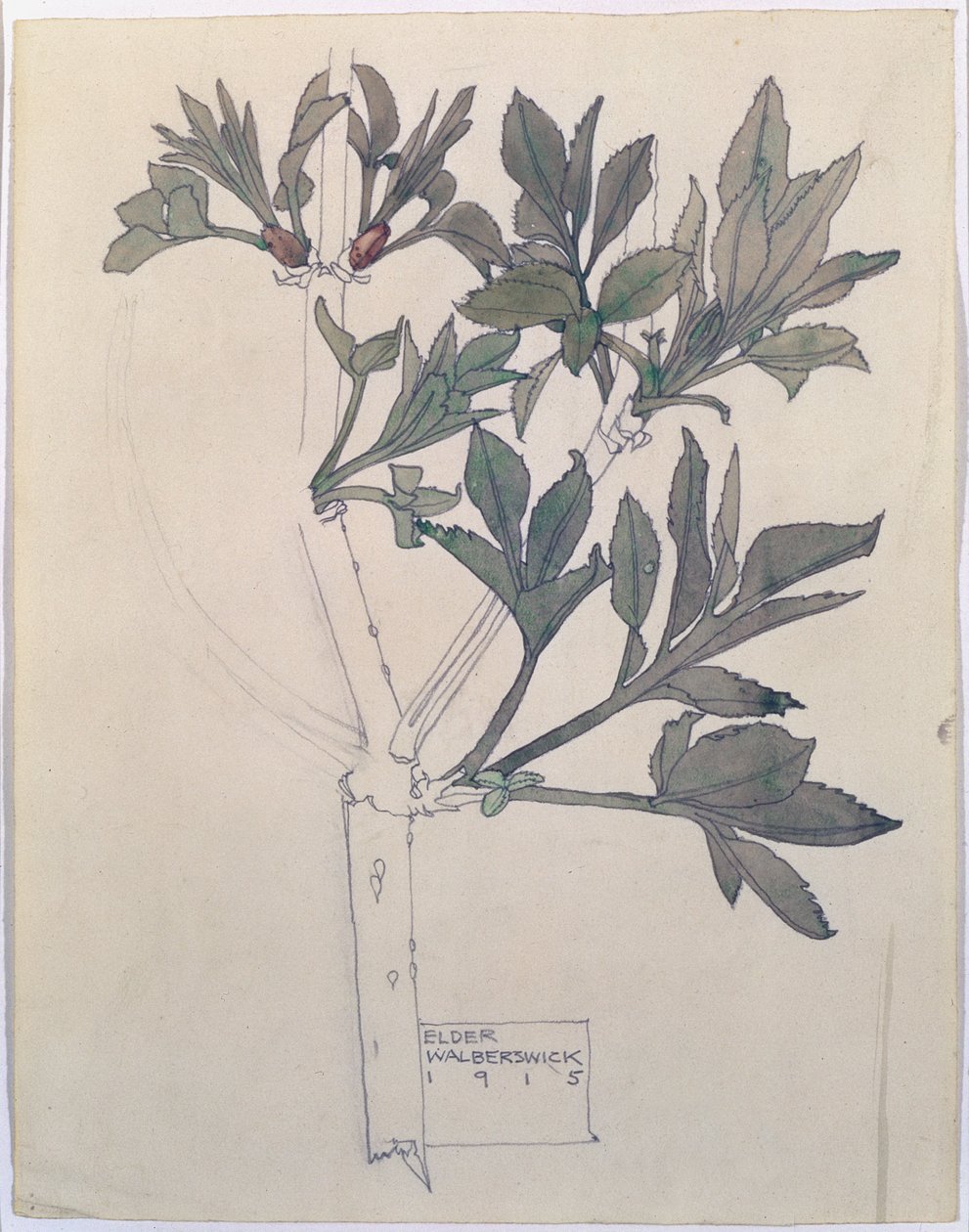 Elder, Walberswick, 1915 (wc og blyant på papir) av Charles Rennie Mackintosh