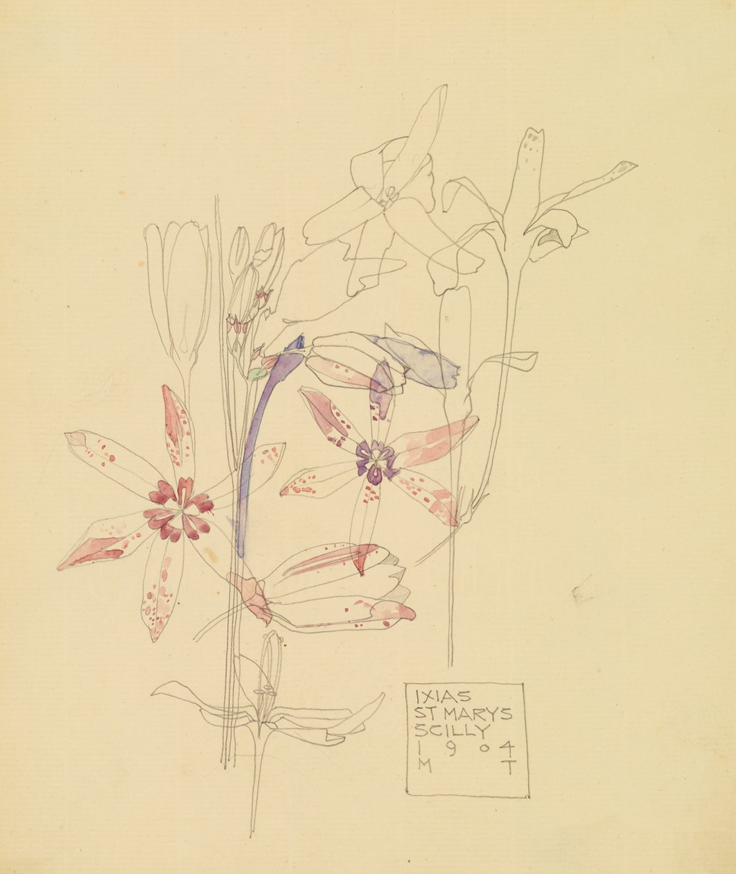 Ixias av Charles Rennie Mackintosh