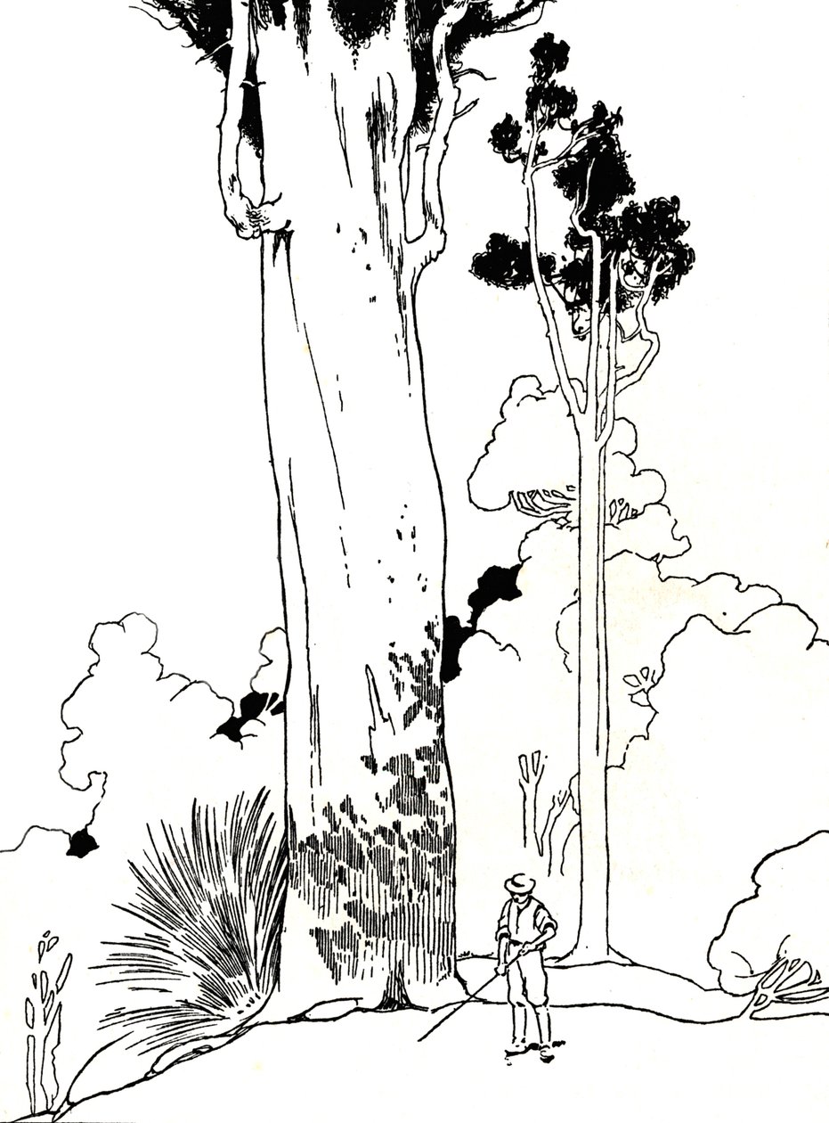 Et Kauri-tre, 1912 av Charles Robinson