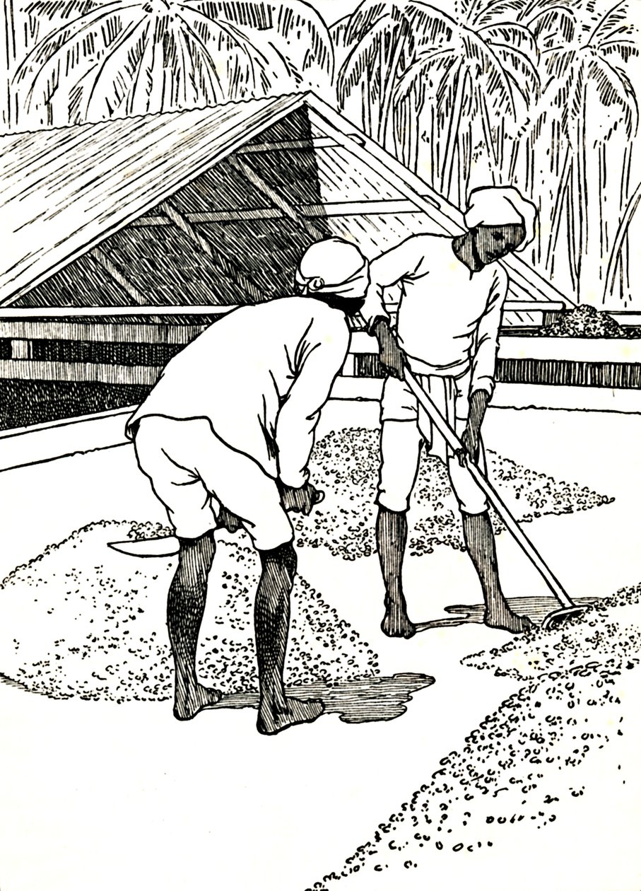 Tørking av kakaoen, 1912 av Charles Robinson