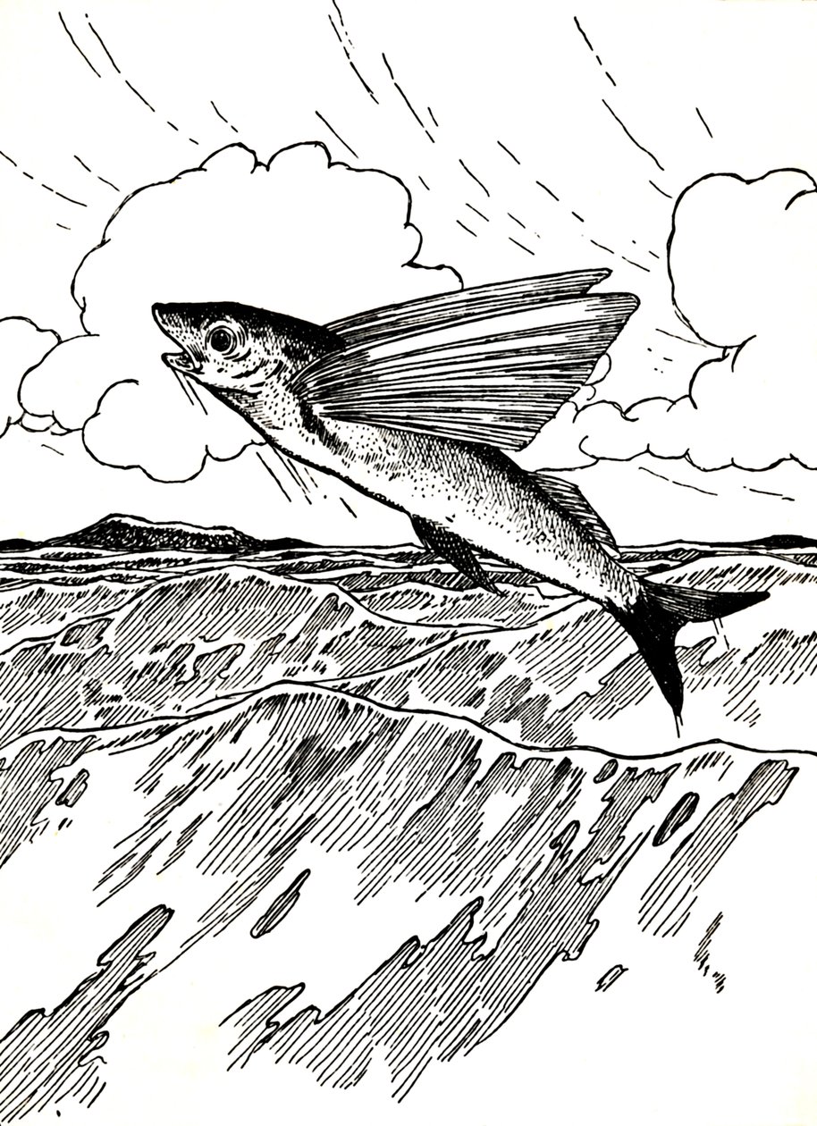 The Flying Fish, 1912 av Charles Robinson