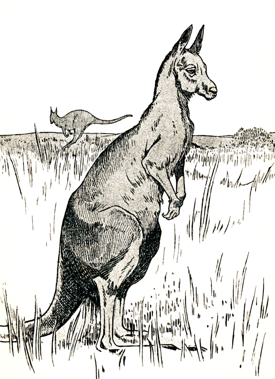 Kenguruen, 1912 av Charles Robinson