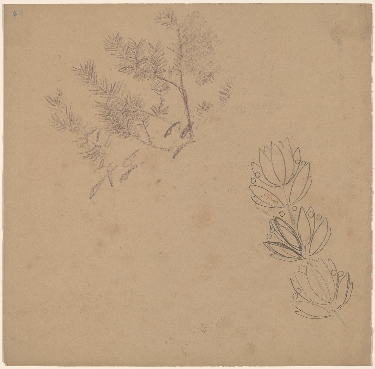 Studer for et kantdesign med en skisse av et tre av Charles Sprague Pearce