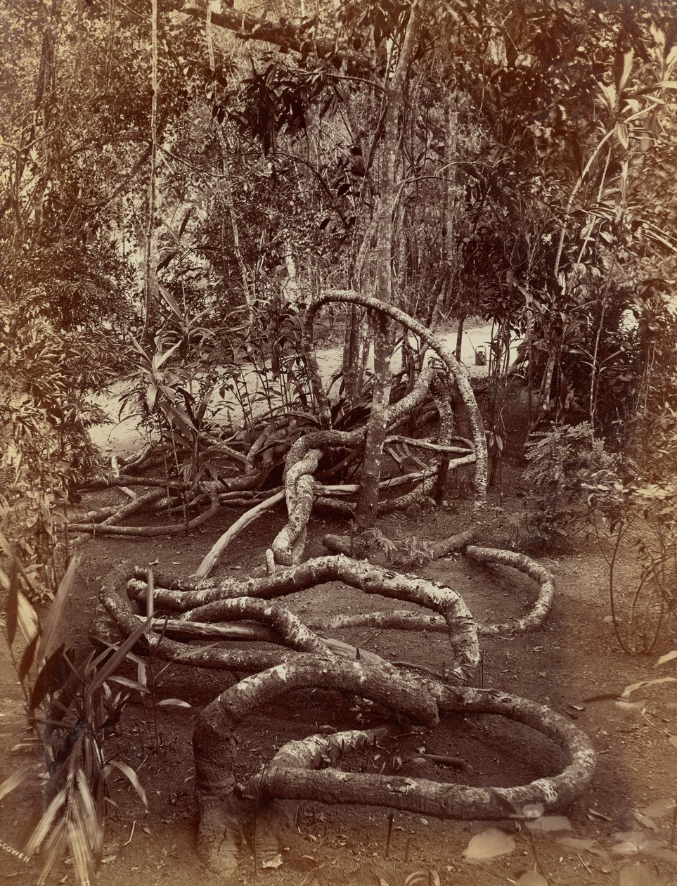  av Charles T. Scowen