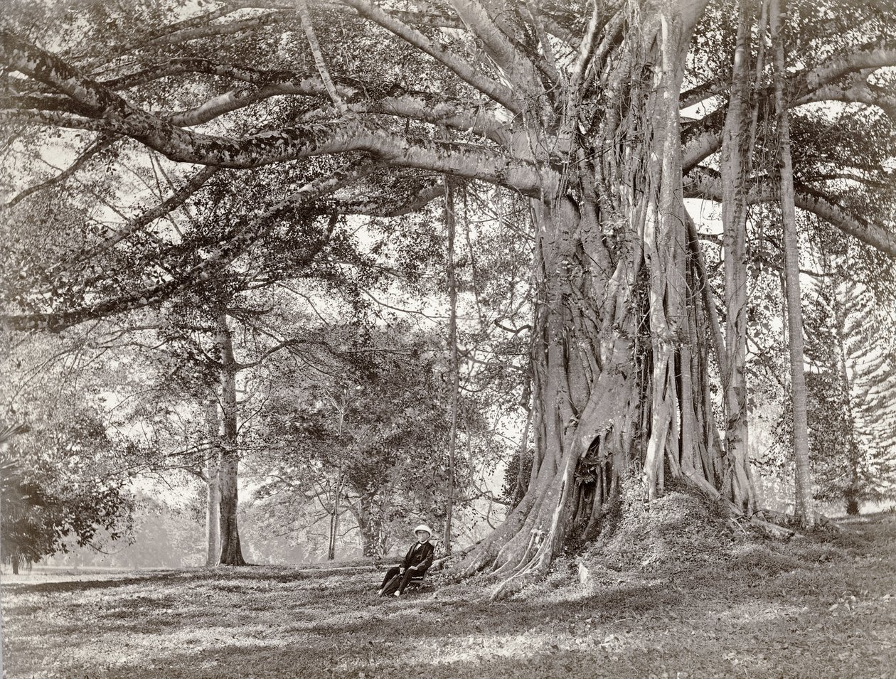 En gentleman som sitter under et stort innfødt tre i British Ceylon, nå kalt Sri Lanka, 1880-tallet av Charles T Scowen and Co