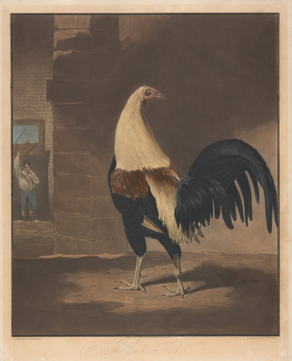 Hanekamp [et par]:   1. Hanen i fjærdrakt av Charles Turner
