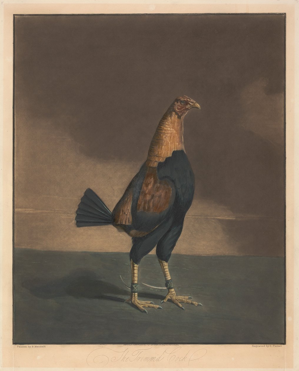 Hanekamp [et par]: 2. Den trimmede hanen av Charles Turner