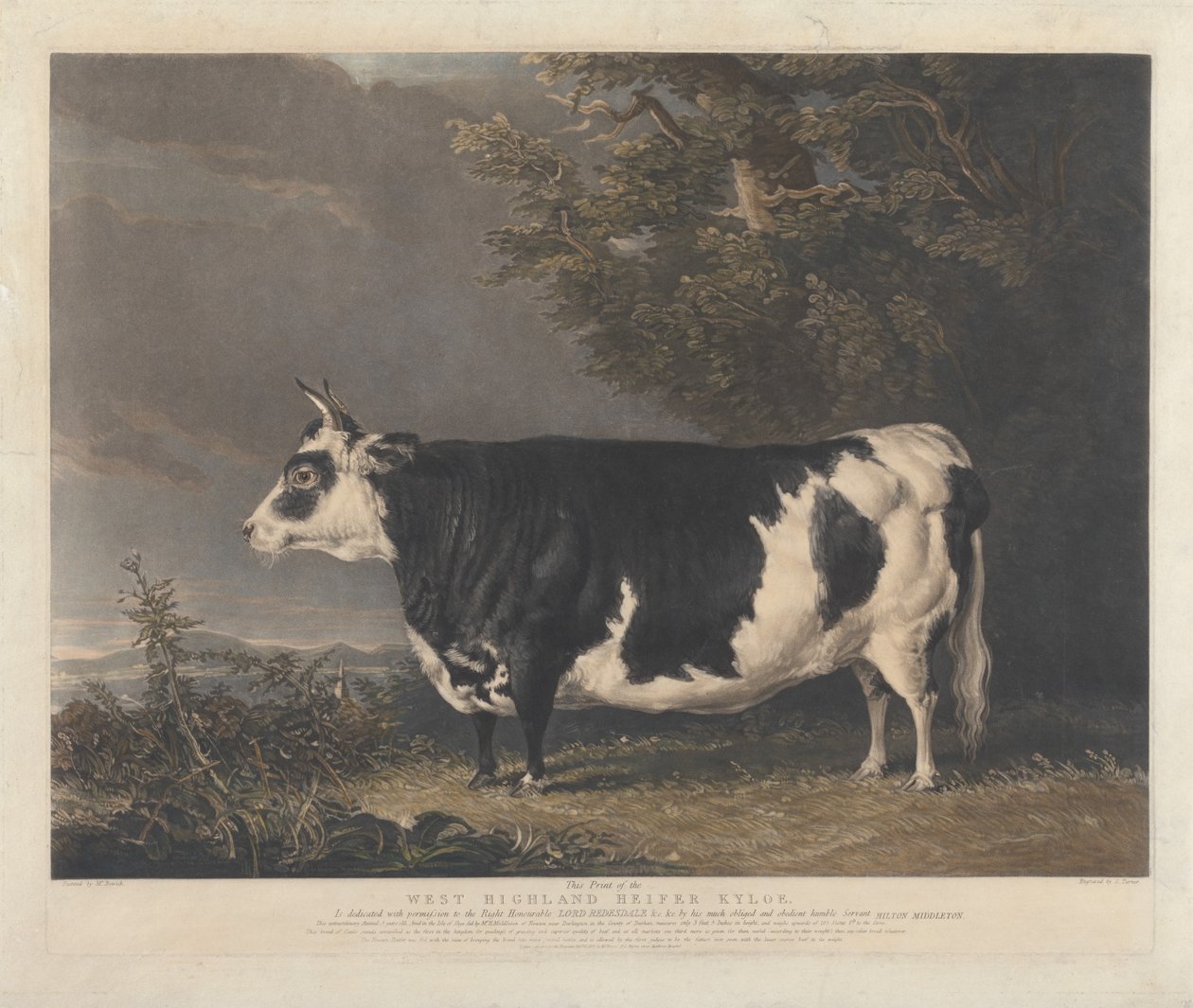 Kyloe, en kvige av rasen West Highland av Charles Turner
