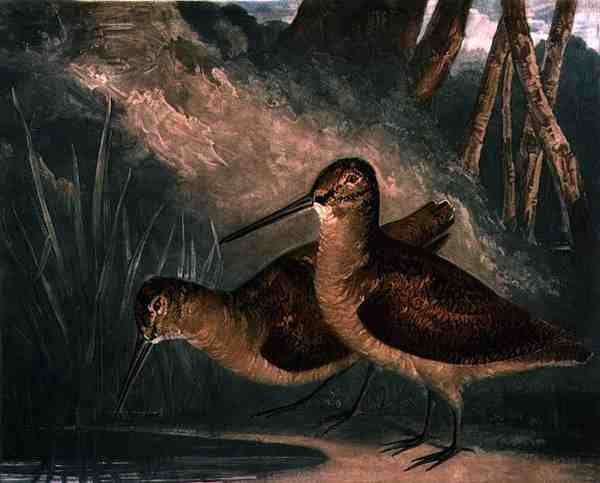Woodcocks, plate 4 av British Feather Game, gravert av kunstneren, pub. av R. Ackermann, ca. 1810 (mezzotintgravering) av Charles Turner