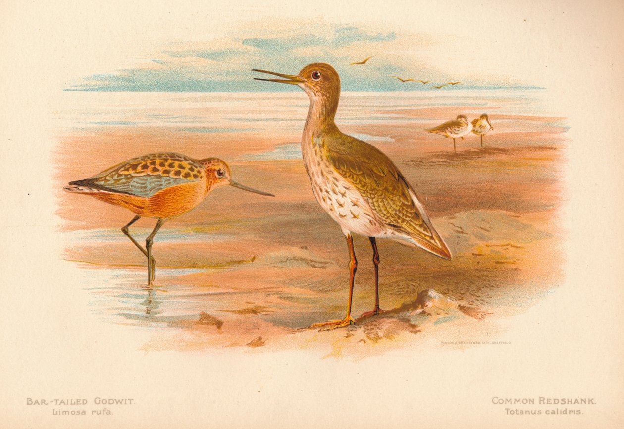 Stanghalespove Limosa rufa, Rødbenkel Totanus, 1900, 1900 av Charles Whymper