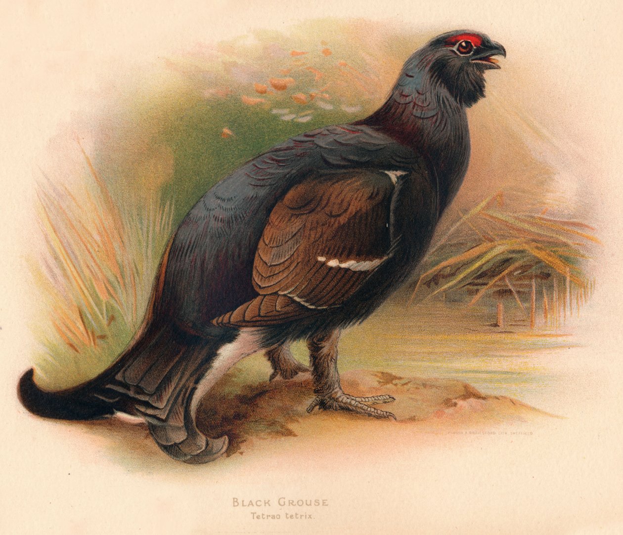Rype Tetrao tetrix, 1900, 1900 av Charles Whymper