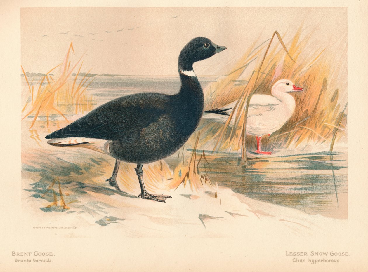 Brent Goose Branta bernicla, Lesser Snow Goose Chen hyperboreus, 1900, 1900 av Charles Whymper