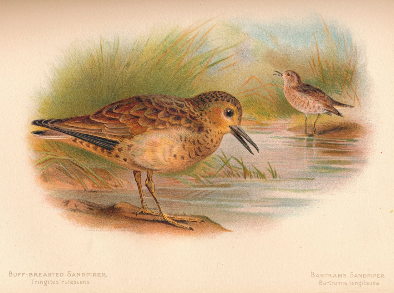 Buff-breasted Sandpiper Tringites rufescns, Bartrams Sandpiper Bartramia longicauda, 1900, 1 av Charles Whymper