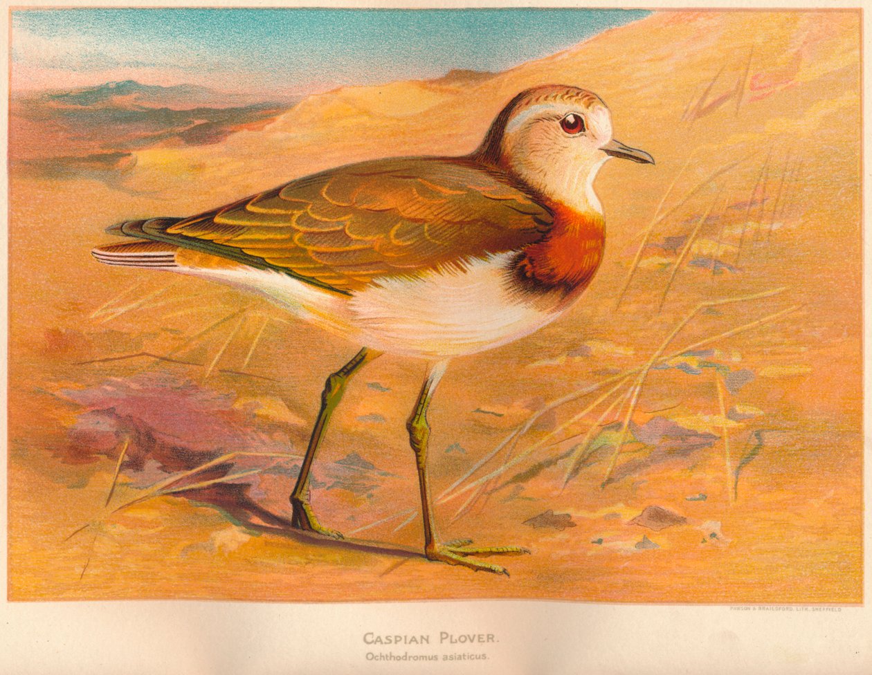 Kaspisk Plover Ochthodromus asiaticus, 1900, 1900 av Charles Whymper