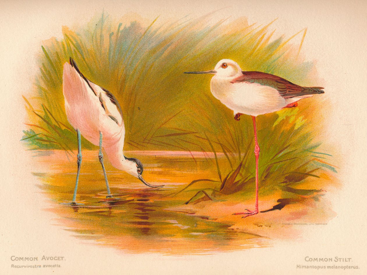 Vanlig avoket Recurvirostra avocetta, vanlig stilt Himantopus melanopterus, 1900, 1900 av Charles Whymper