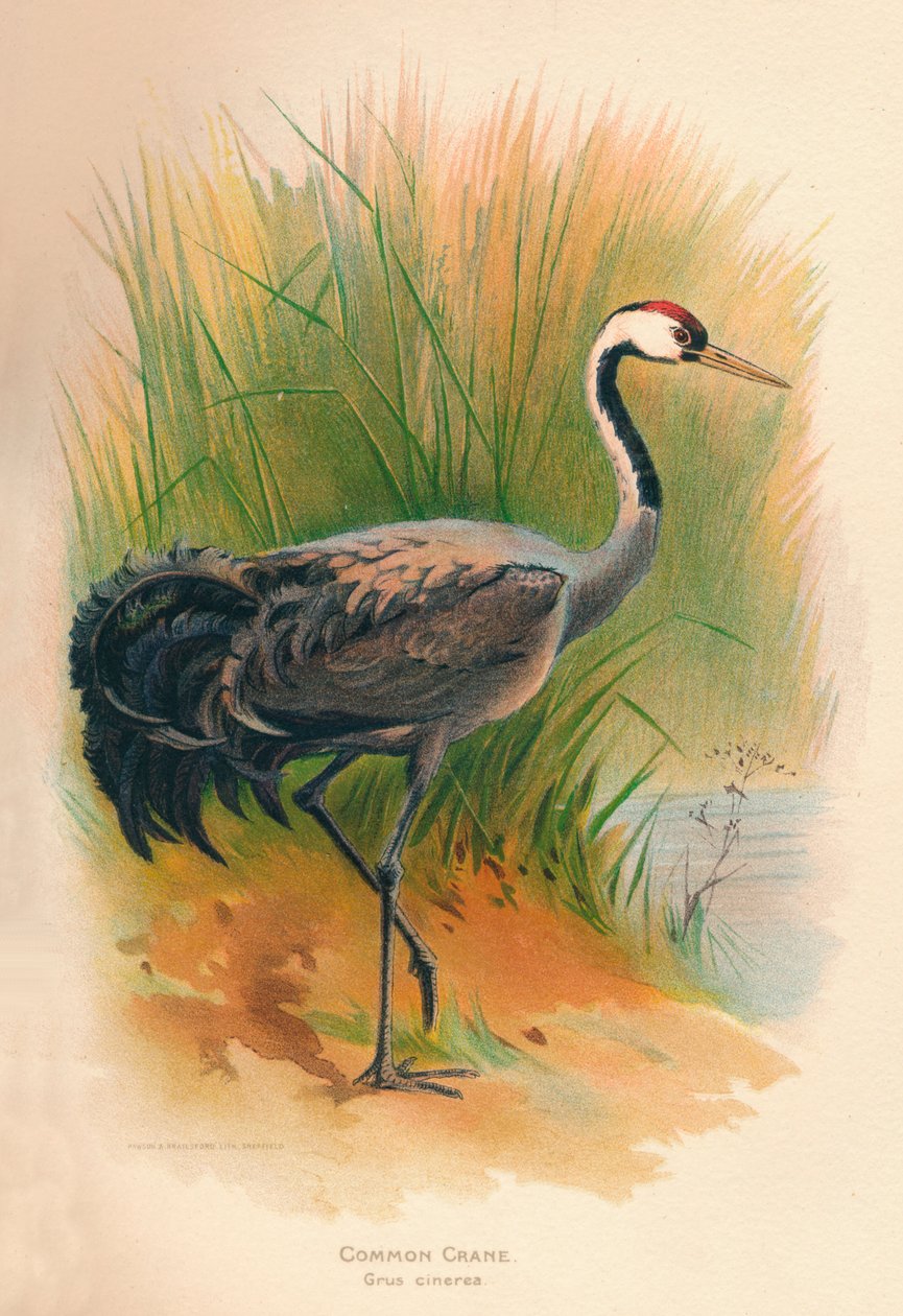 Trane Grus cinerea, 1900, 1900 av Charles Whymper