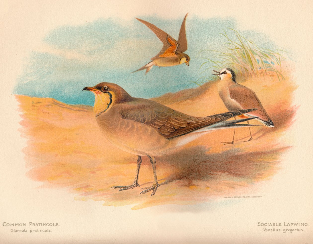 Common Pratincole Glareola pratincola, omgjengelig vippe Vanellus gregarius, 1900, 1900 av Charles Whymper