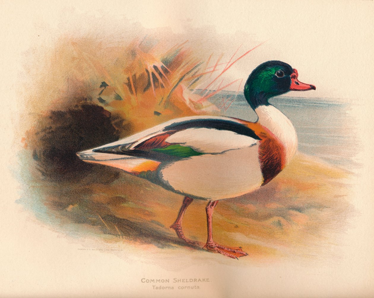 Vanlig Sheldrake Tadorna cornuta, 1900, 1900 av Charles Whymper