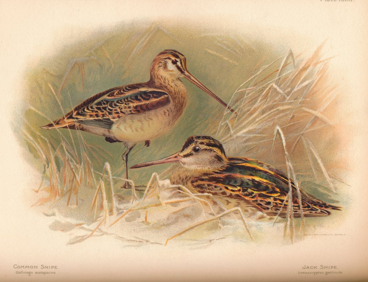 Snipe Gallinago scolopacina, Jack Snipe Limnocryptes gallinula, 1900, 1900 av Charles Whymper