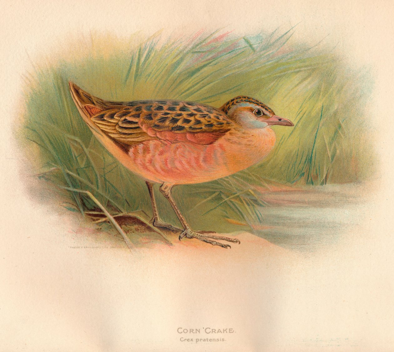 Maiskrekk Crex pratensis, 1900, 1900 av Charles Whymper