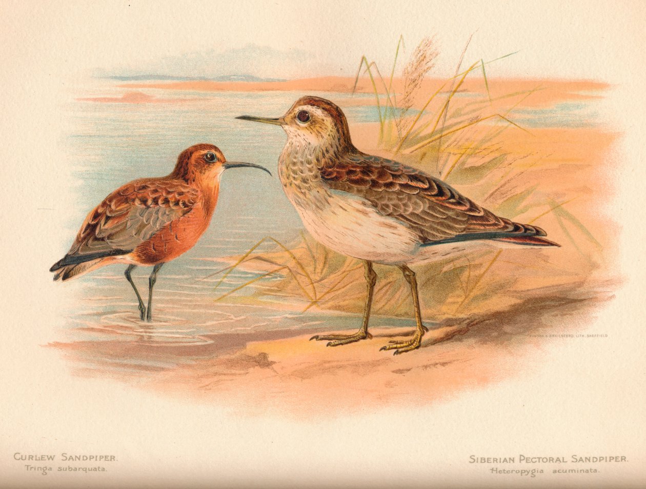 Krøllepipe Tringa subarquata, sibirsk brystsneip Heteropygia acuminata, 1900, av Charles Whymper