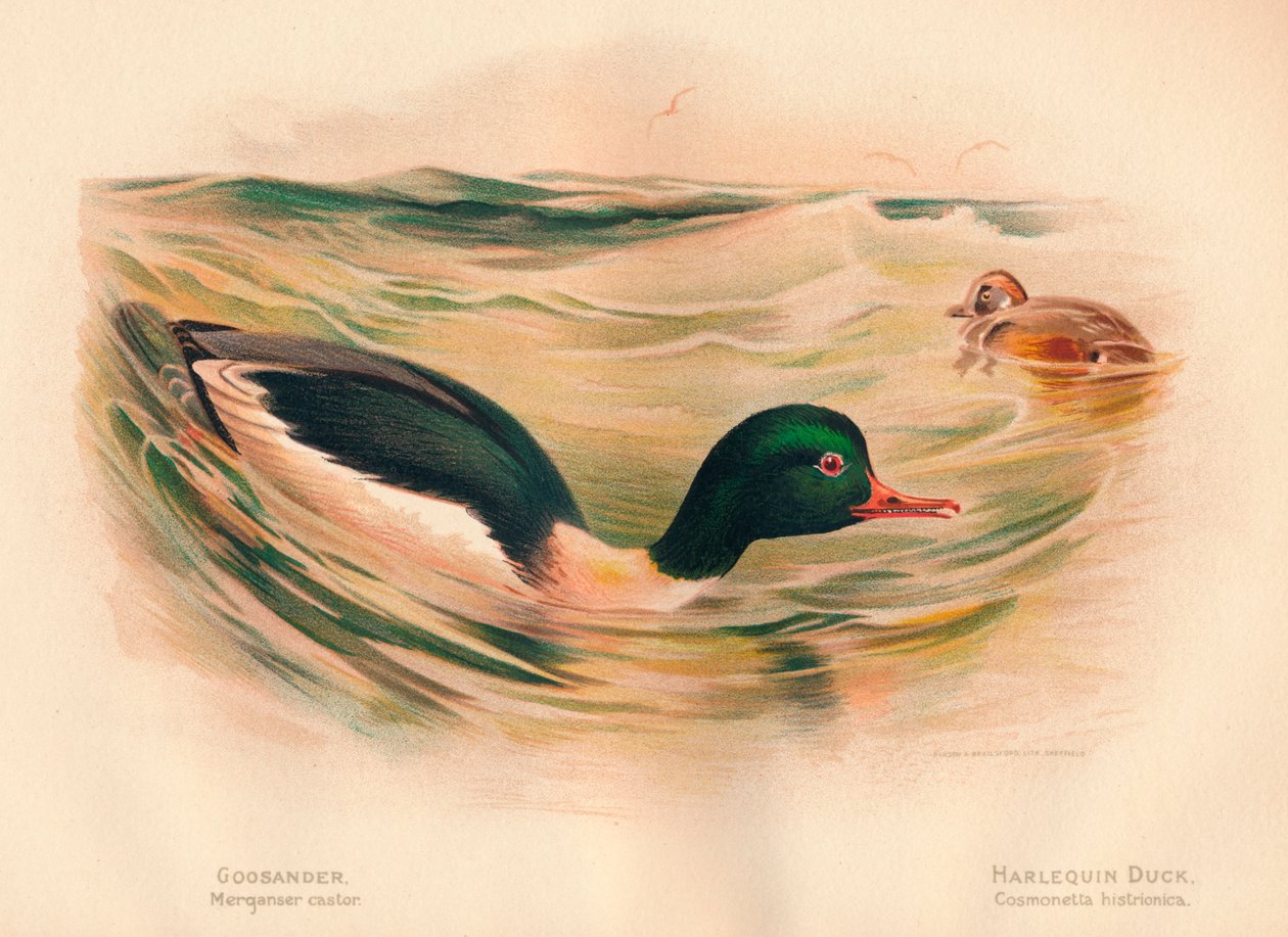 Goosander Merganser trinse, Harlequin Duck Cosmonetta histrionica, 1900, 1900 av Charles Whymper