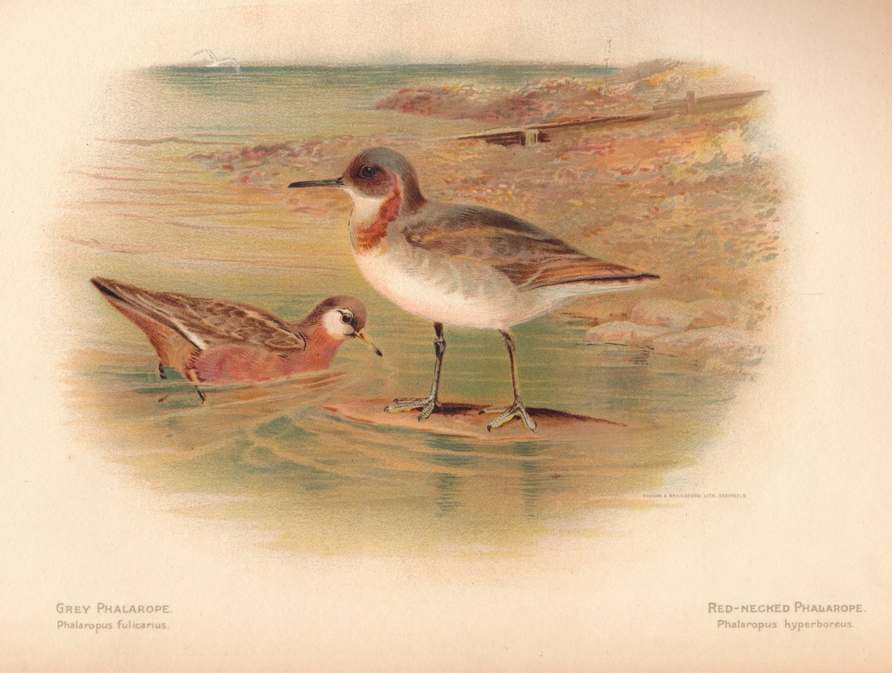 Grå Phalaropus fulicarius, rødhals Phalarope Phalaropus hyperboreus, 1900, 1900 av Charles Whymper