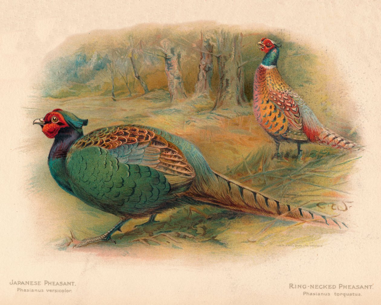 Japansk fasan Phasaianus versicolor, ringhalsfasan Phasaianus torquatus, 1900, 190 av Charles Whymper