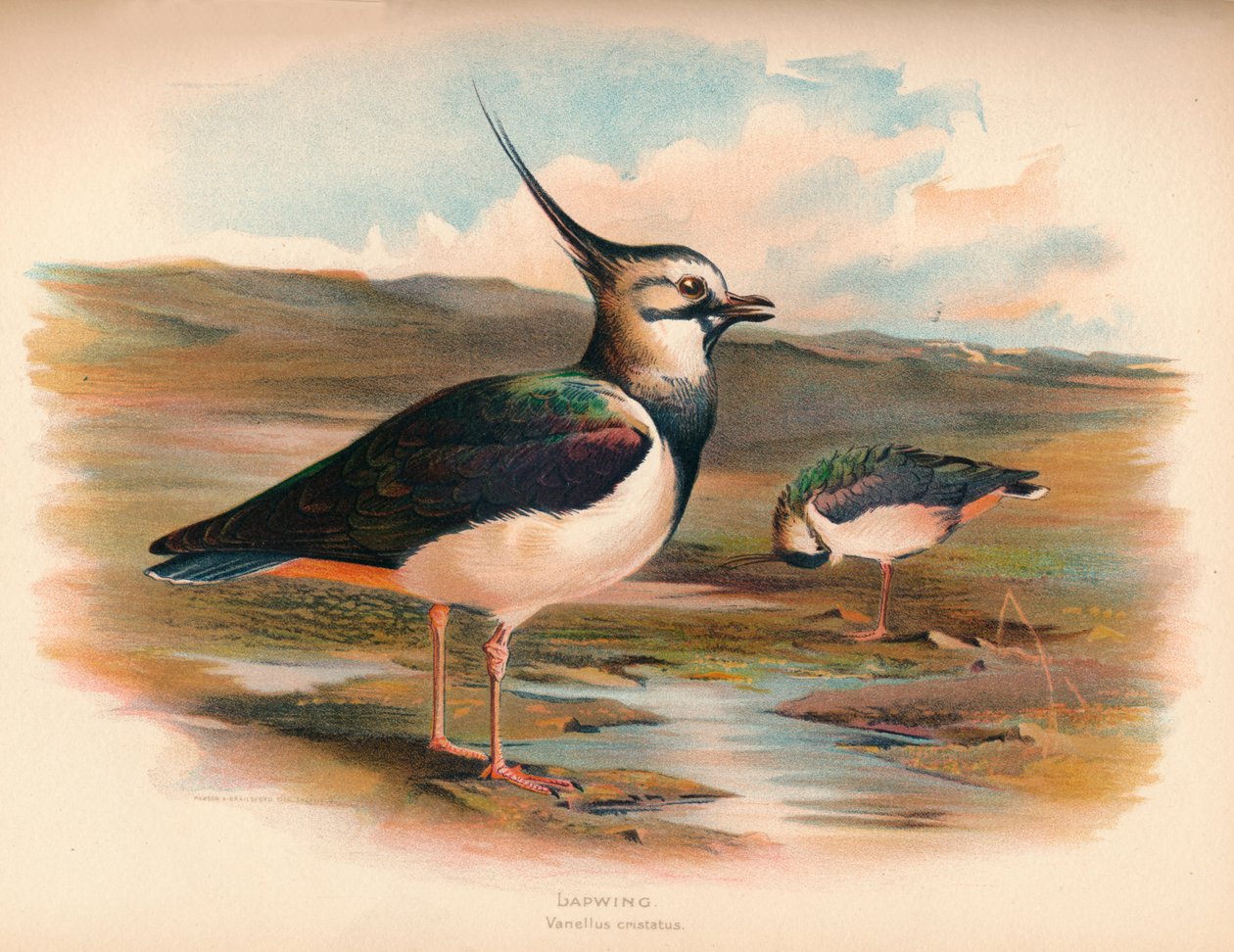 Vippe Vanellus cristacus, 1900, 1900 av Charles Whymper