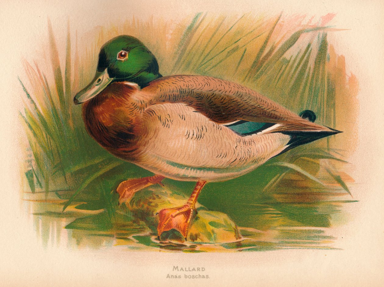 Mallard Anas boschas, 1900, 1900 av Charles Whymper