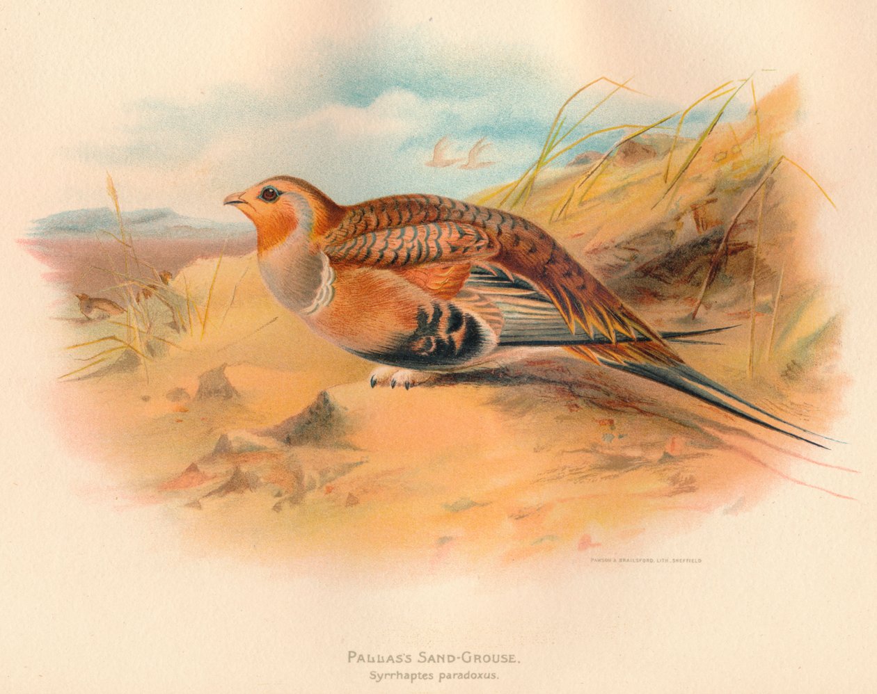 Pallass Sand-Rouse Syrrhaptes paradoxus, 1900, 1900 av Charles Whymper