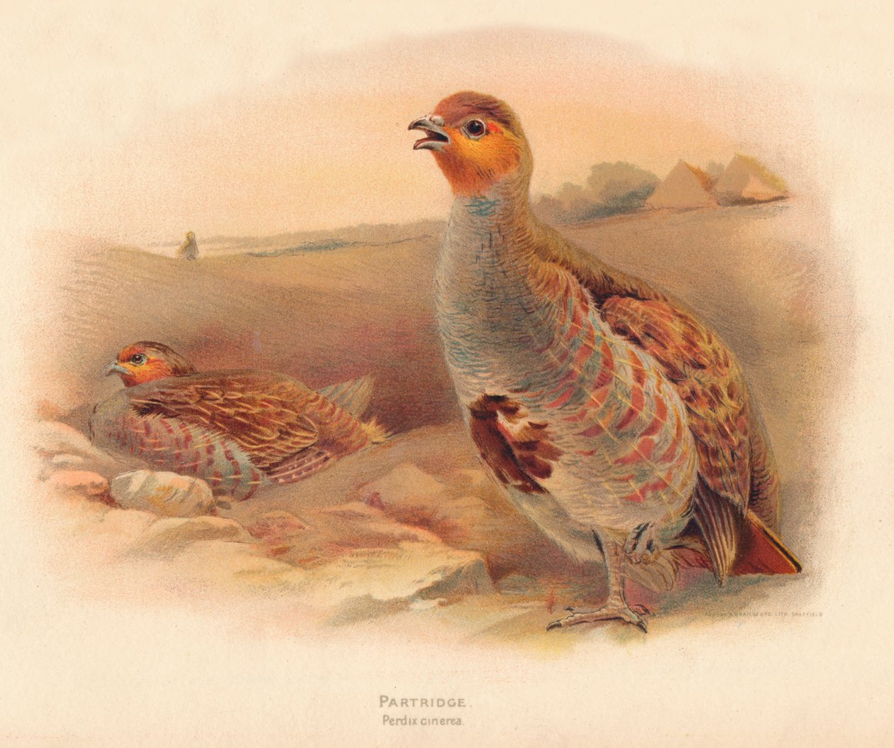 Rapphøne rapphøne, 1900, 1900 av Charles Whymper