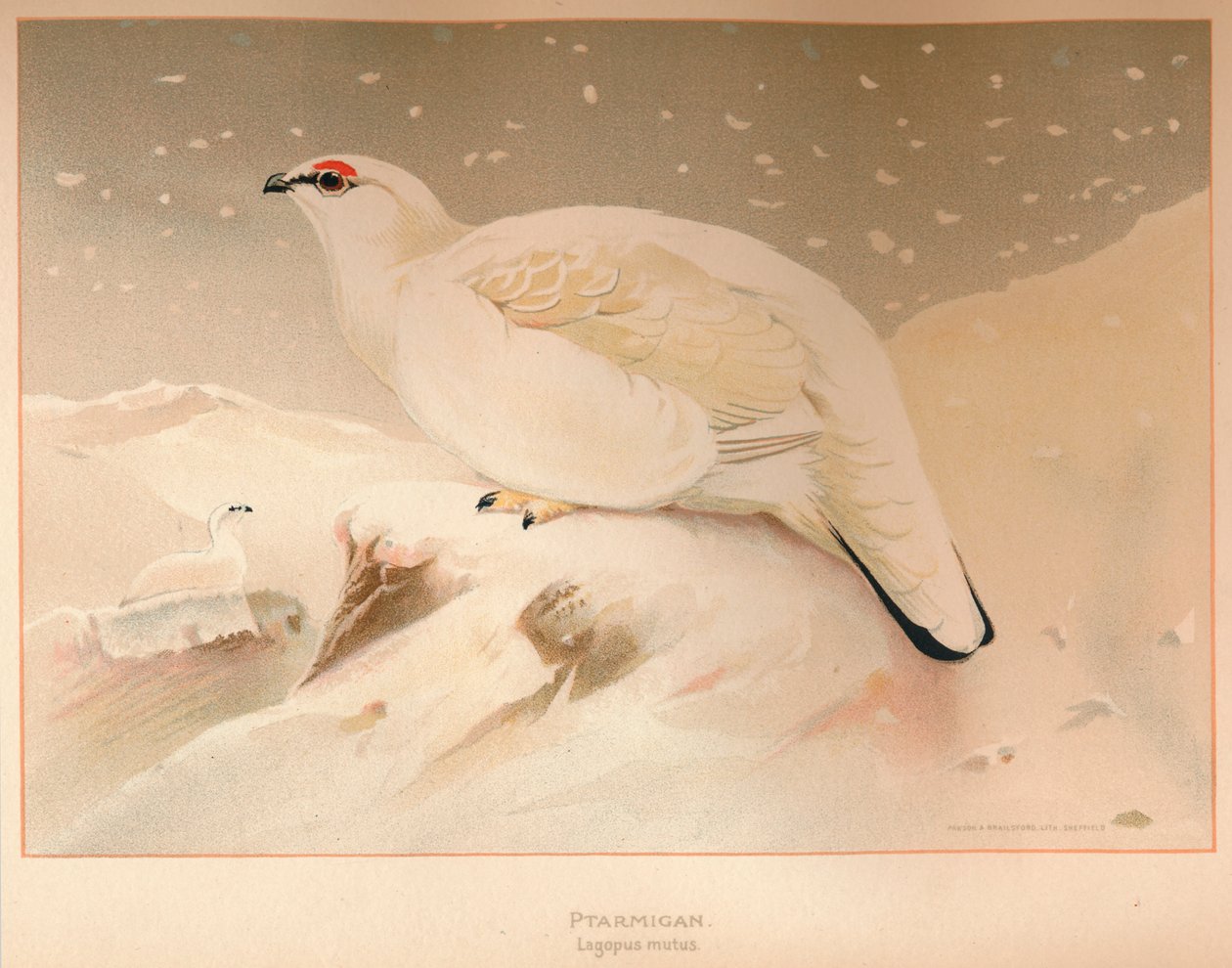 Rype Lagopus stum, 1900, 1900 av Charles Whymper