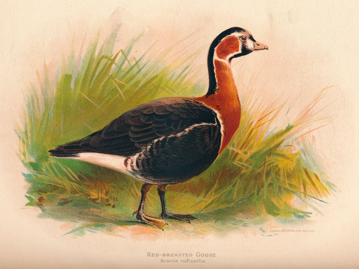 Rødbrystgås Branta ruficollis, 1900, 1900 av Charles Whymper