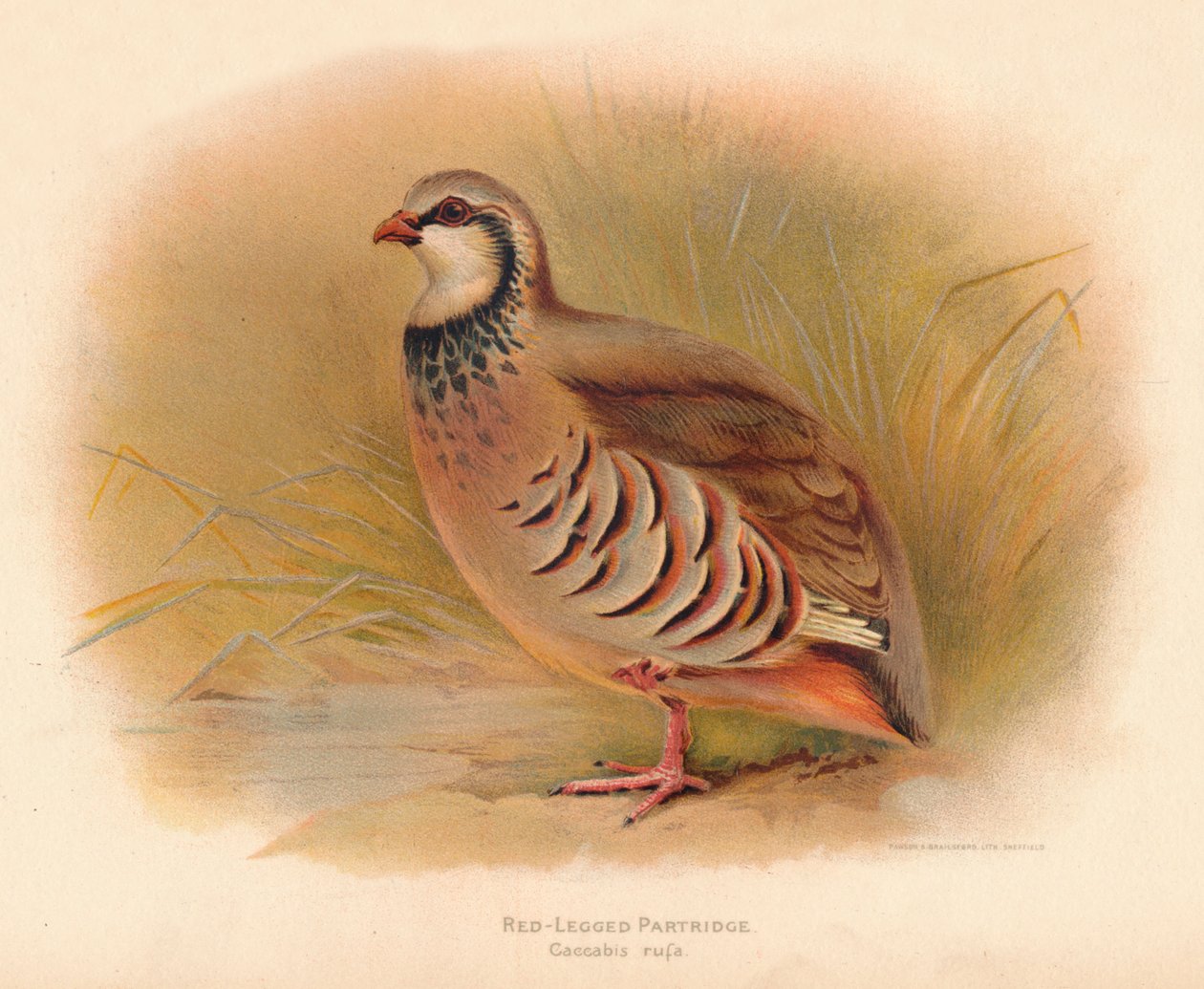 Rødbeint rapphøne Caccabus rufa, 1900, 1900 av Charles Whymper