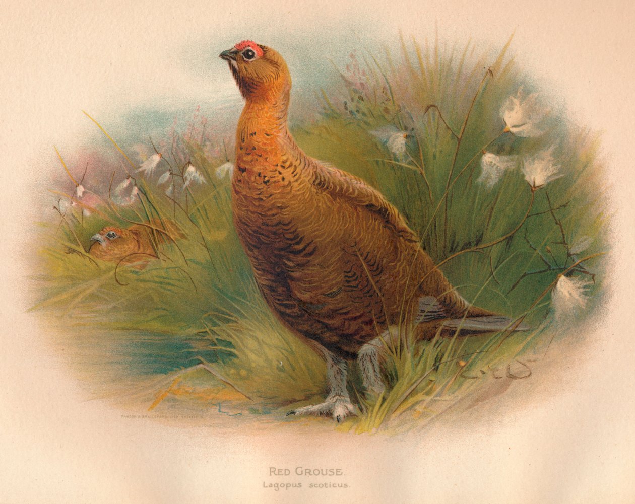 Rype Lagopus scoticus, 1900, 1900 av Charles Whymper