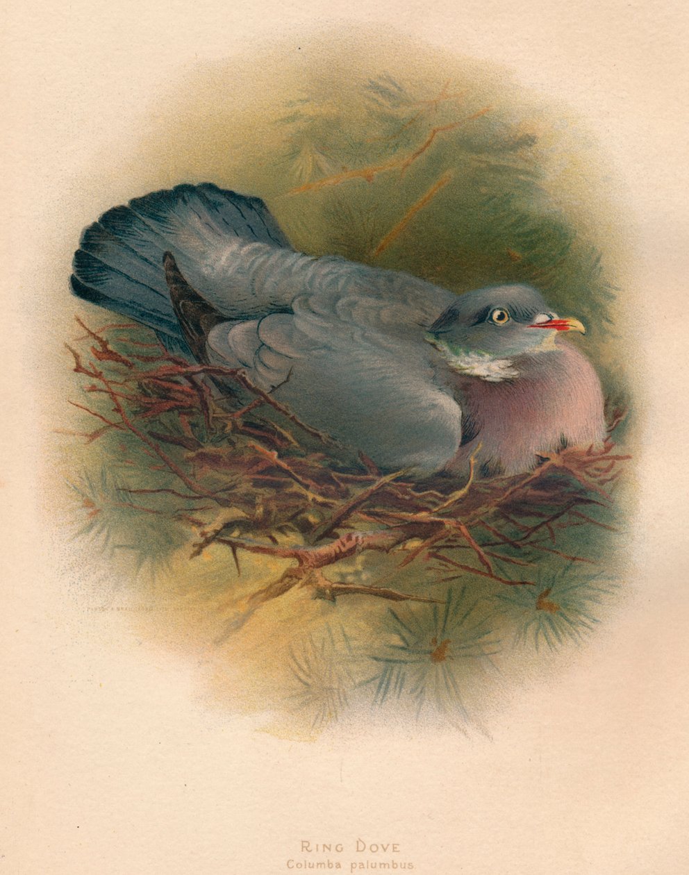 Ringdue Columba palumbus, 1900, 1900 av Charles Whymper