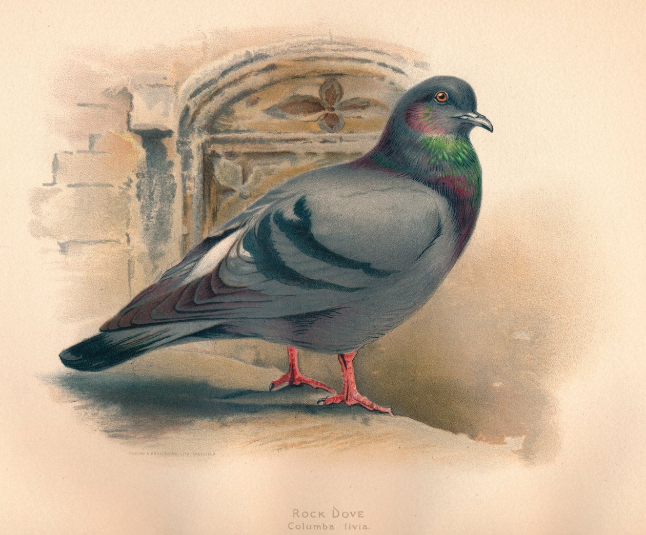 Rock Dove Columba livia, ca 1900, 1900 av Charles Whymper