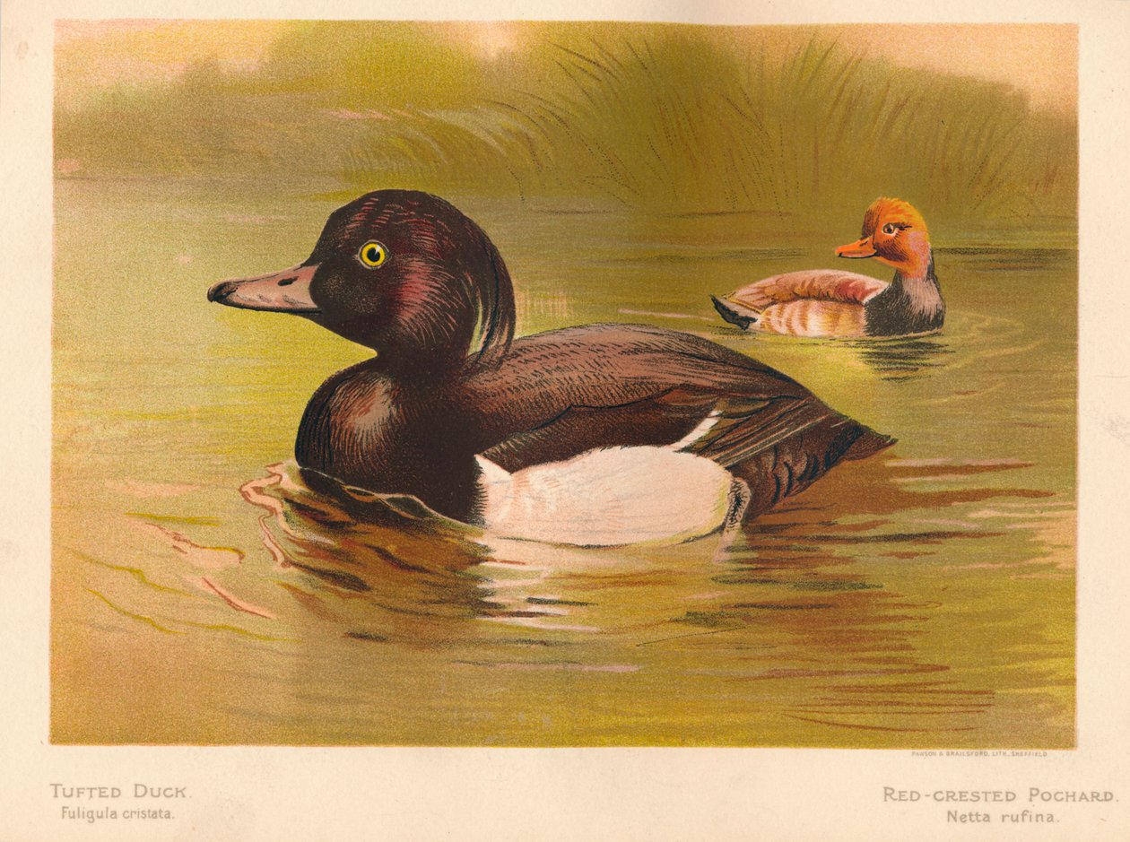Tufted Duck Fuligata cristata, Red-crested Pochard Netta rufina, 1900, 1900 av Charles Whymper