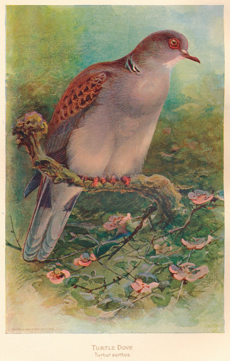 Turtle Dove Turtle Turtle, 1900, 1900 av Charles Whymper