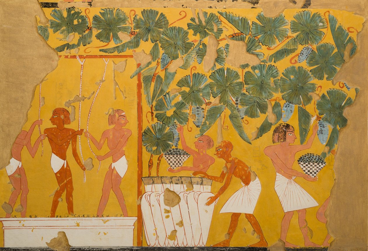 Vinproduksjon, Tomb of Ipuy (tempera på papir) av Charles Wilkinson