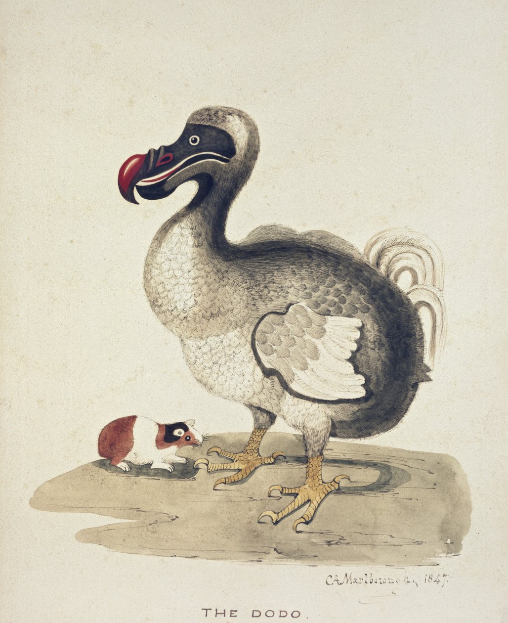 Studie av en Dodo og en marsvin, 1847 (akvarell med penn og blekk på off-white papir) av Charlotte Augusta Duchess of Marlborough Spencer Churchill