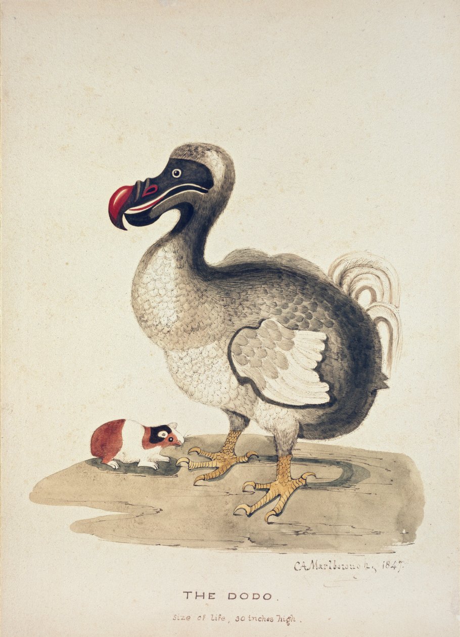 Studie av en Dodo og en marsvin, 1847 av Charlotte Augusta Spencer Churchill