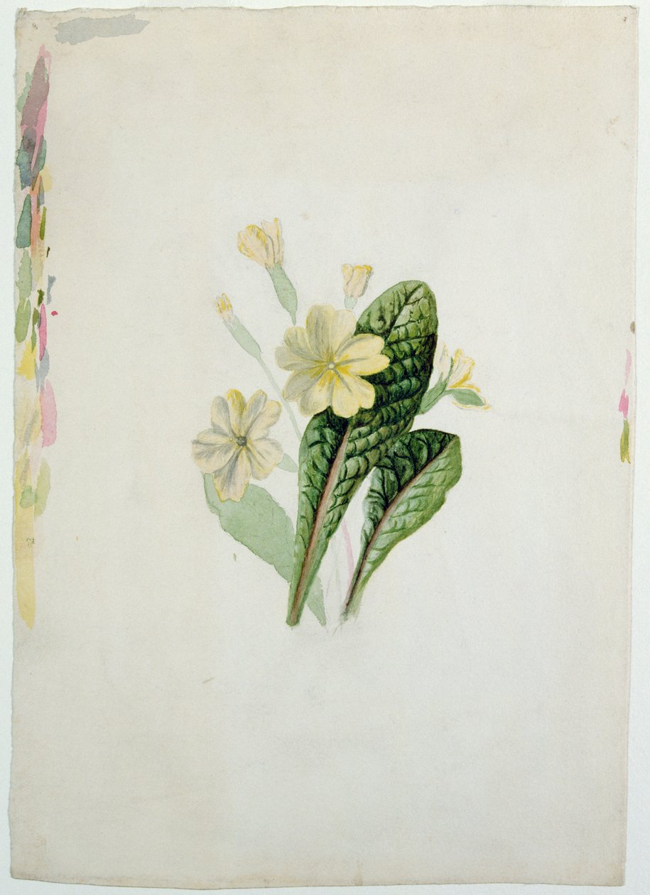 Studie av en primula, ca. 1830 (wc på papir) av Charlotte Bronte