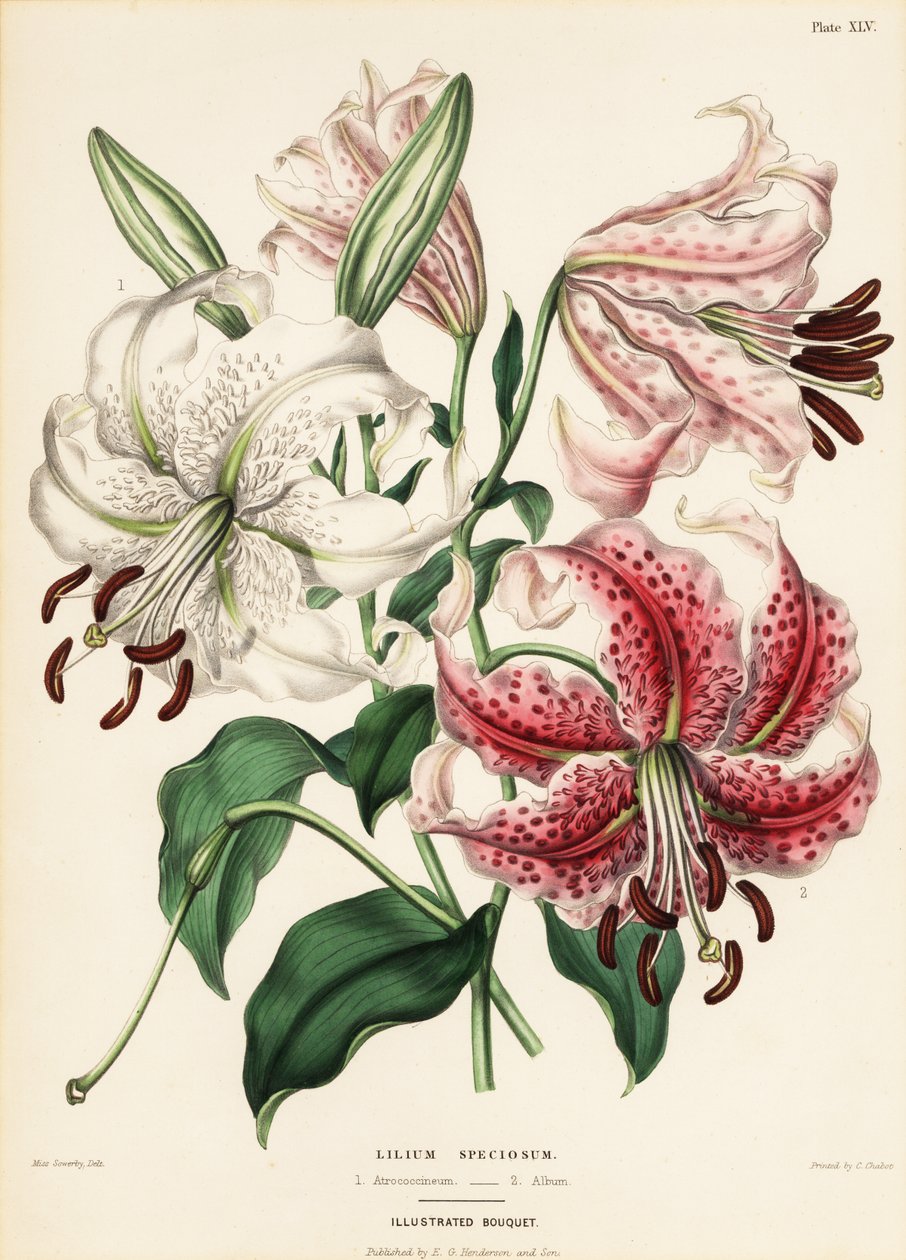 Japanske liljevarianter, Lilium specioseum av Charlotte Caroline Sowerby