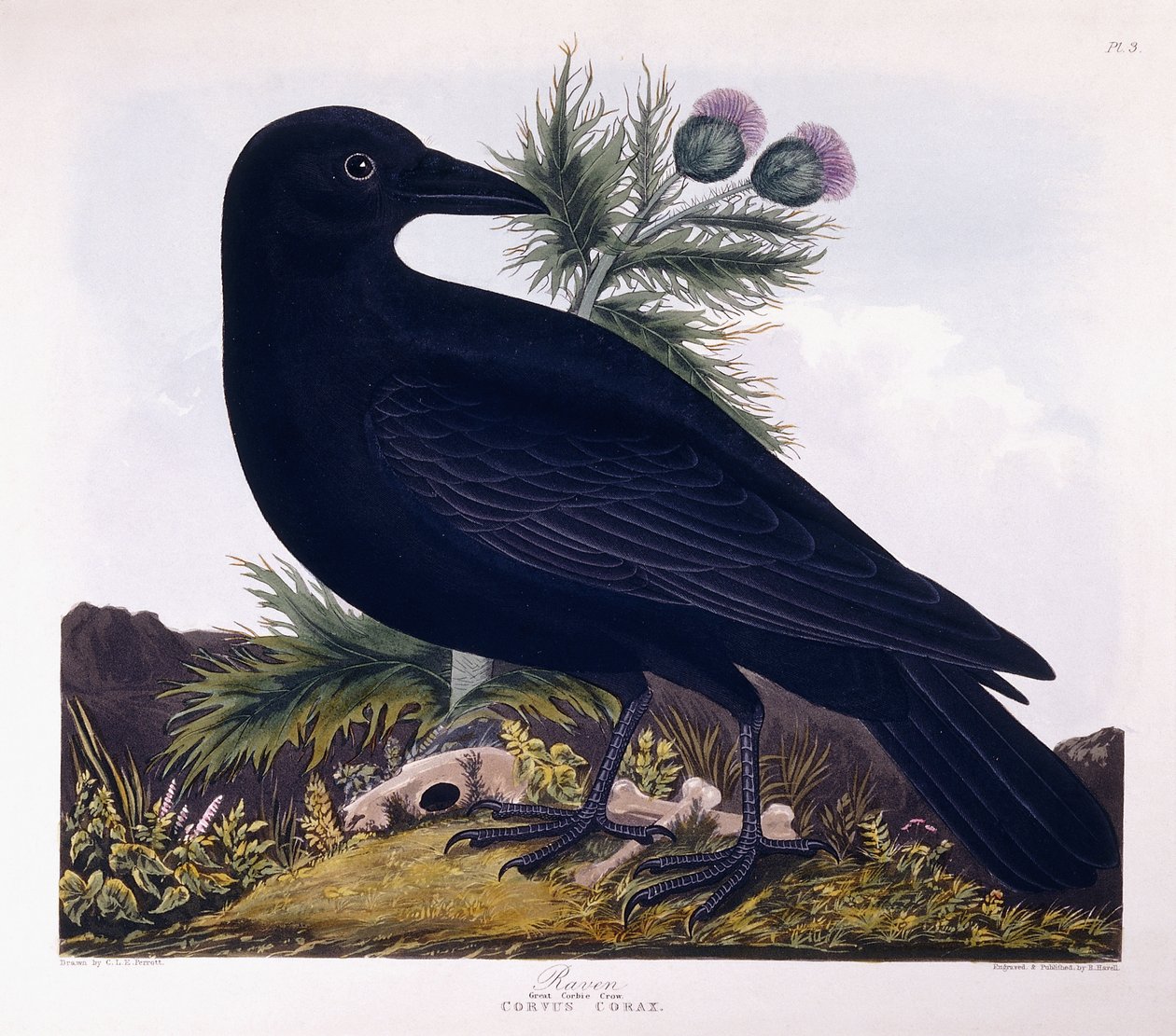 Raven: Flott Corbie Crow av Charlotte L. E. Perrott