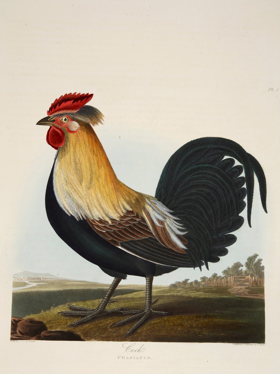 Cock, Phasianus, pub. 1835 Håndfarget gravering. av Charlotte Lousia Emily Perrott